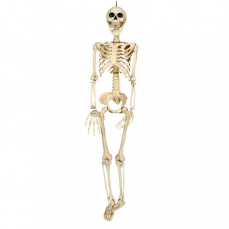 90 cms Skeleton