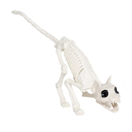 48 cm de esqueleto de gato