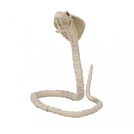 Skeleton cobra 100 cm