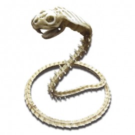 Skeleton Cobra