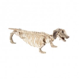Esqueleto de cão de salsicha de 55 cm