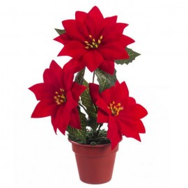 Potting 3 poinsetia 20 cm