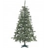 Arbol Douglas 696 Ramas 210 Cms